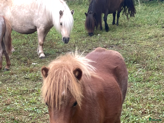 hästar Mini Shetlandsponny hingst i Örbyhus - Annons 15