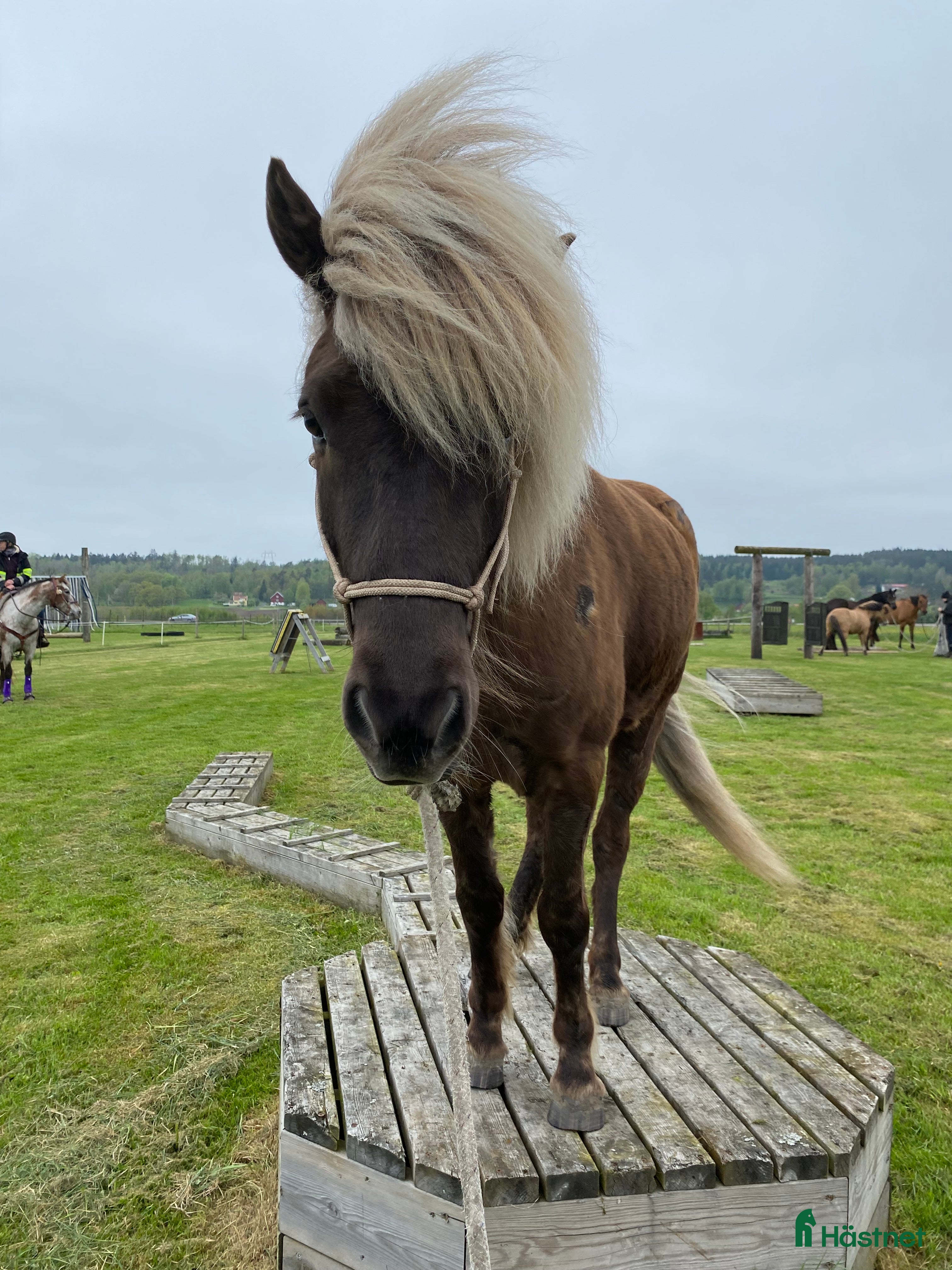  hästar Trevlig Silversvart valack i Nol - Annons 15