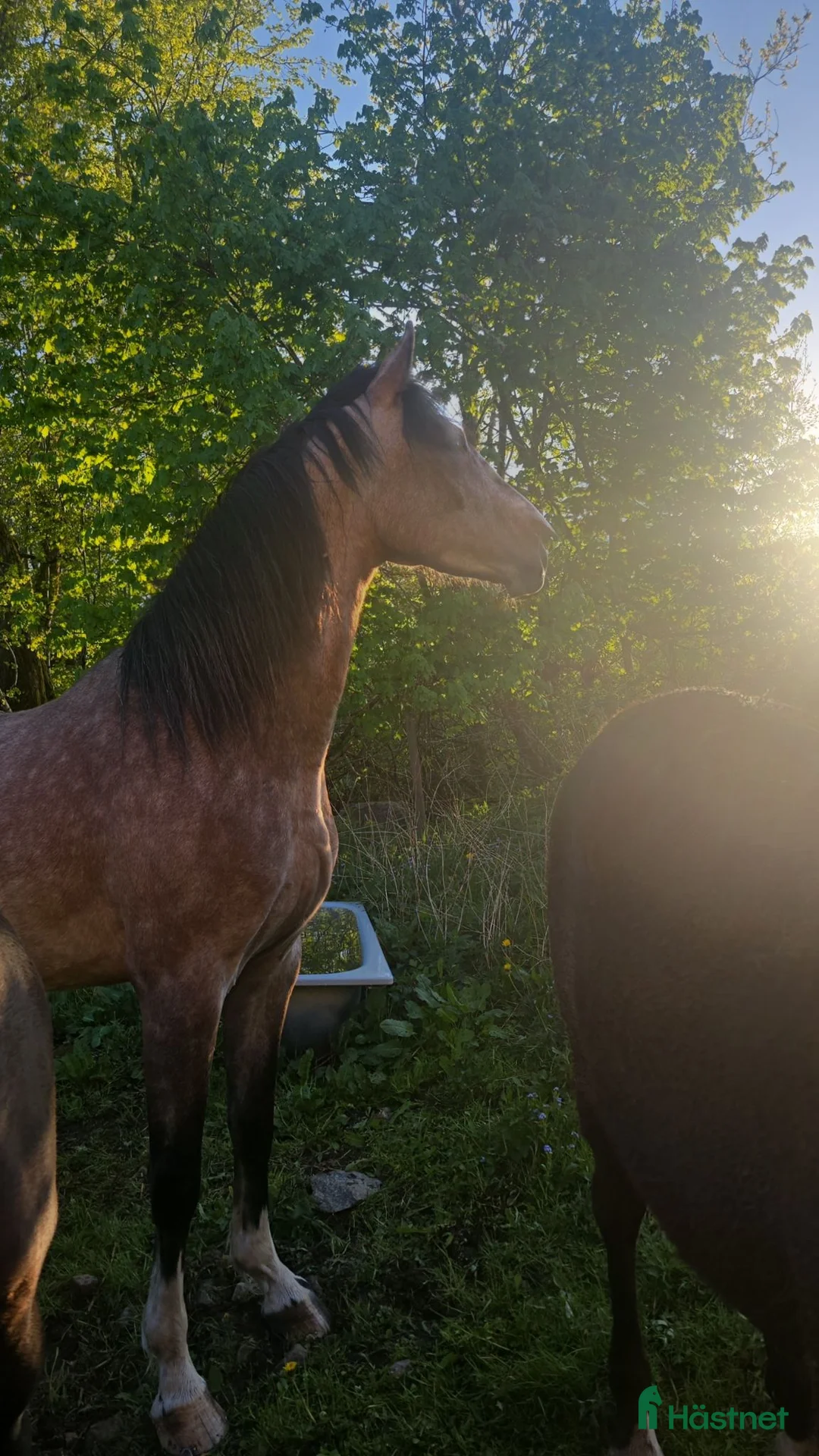 Allround hästar till salu: Lovande 3 årig swb valack - Annons 2