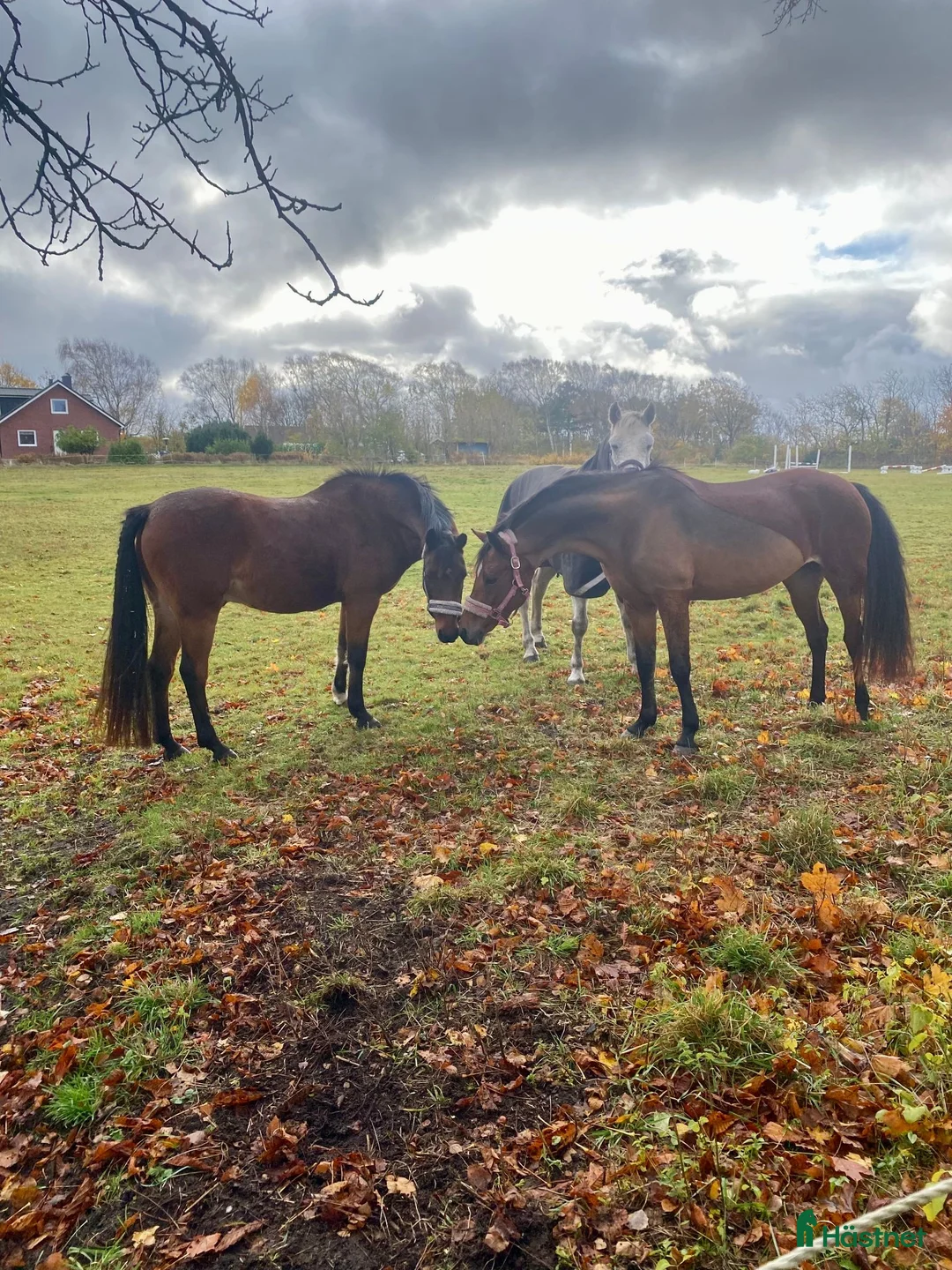  stallplats finnes: Stallplats för ponny finnes - Annons 2