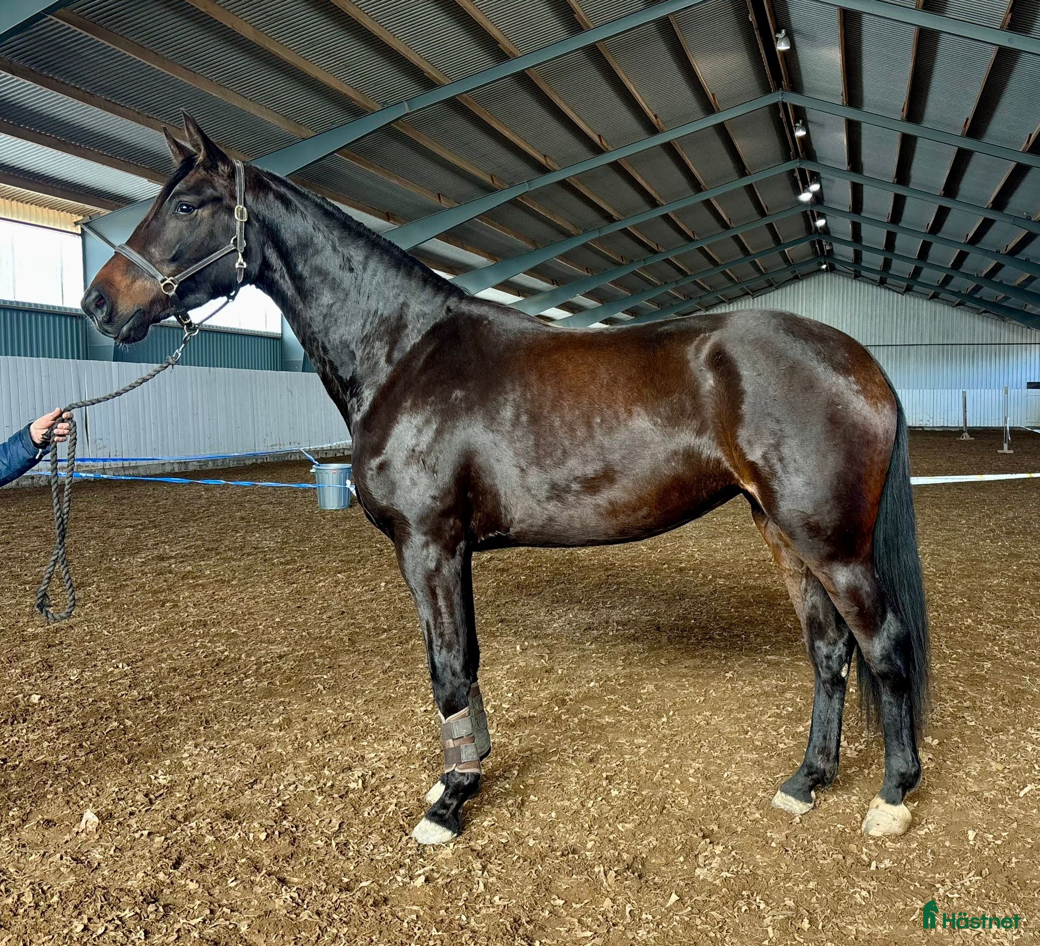  hästar Ungt dressyrsto e. Damon – fin potential - Annons 1