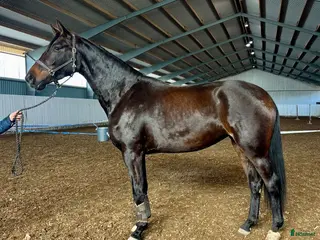 Dressyr hästar till salu: Ungt dressyrsto e. Damon – fin potential - Annons 1