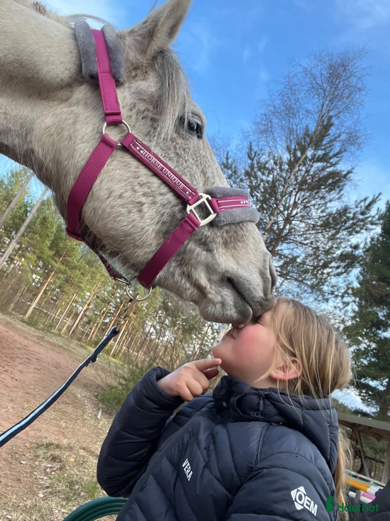  hästar Mysig hobbyponny  - Annons 2