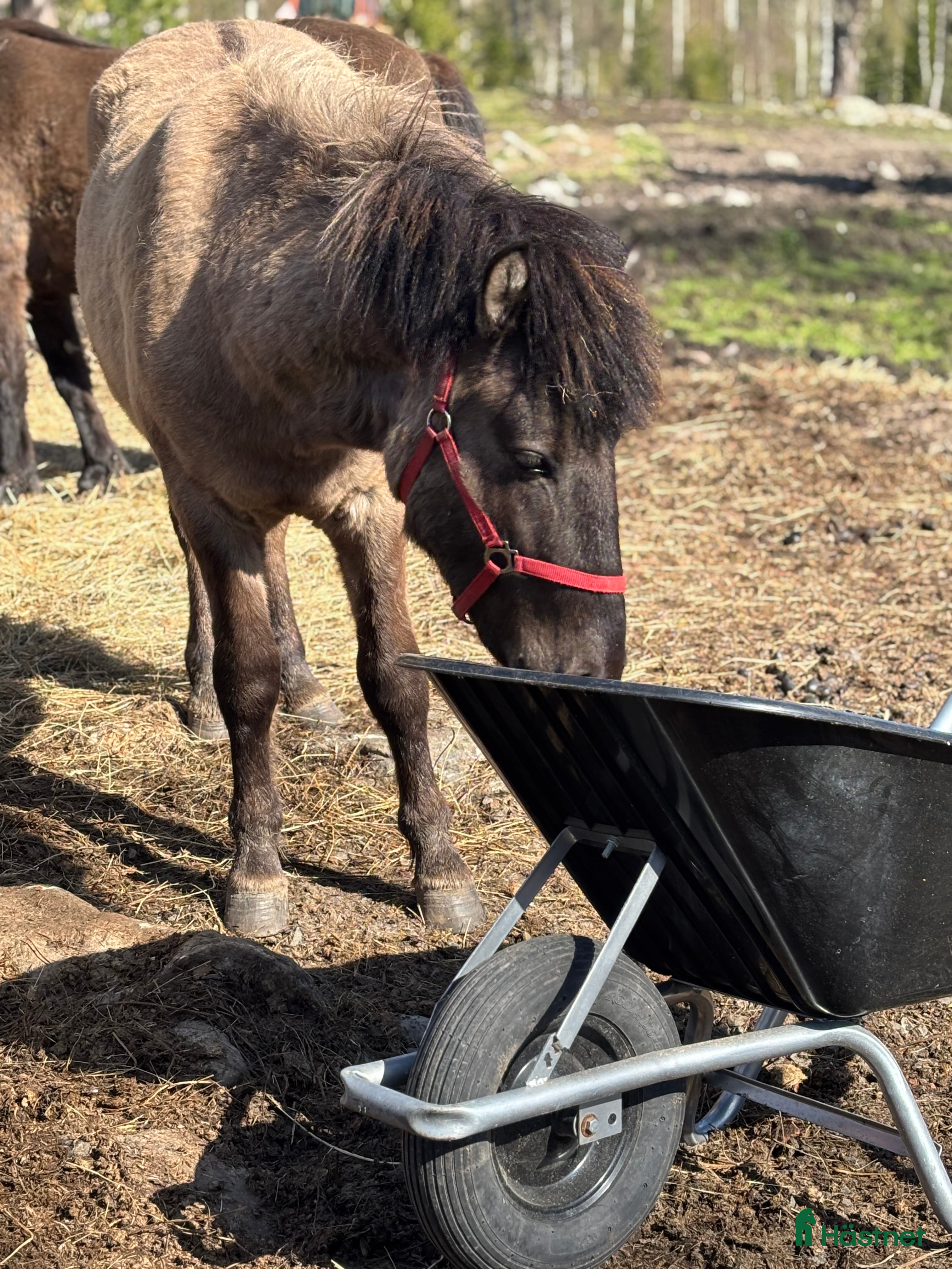  hästar Islandsvalack - Annons 4