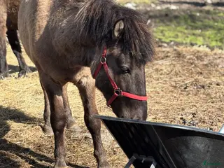 hästar Islandsvalack - Annons 3