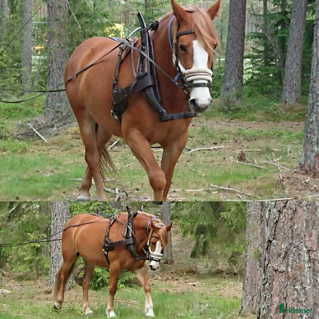 Körselar körning till salu: Bruksele Tärnsjö i Vimmerby - Annons 1