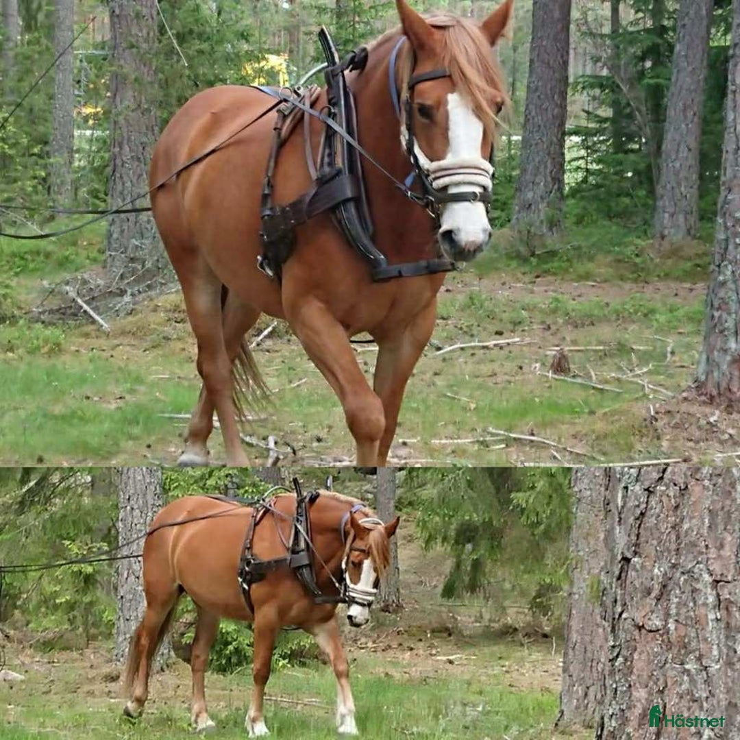 Körselar körning till salu: Bruksele Tärnsjö i Vimmerby - Annons 1