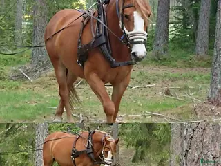 Körselar körning till salu: Bruksele Tärnsjö i Vimmerby - Annons 3