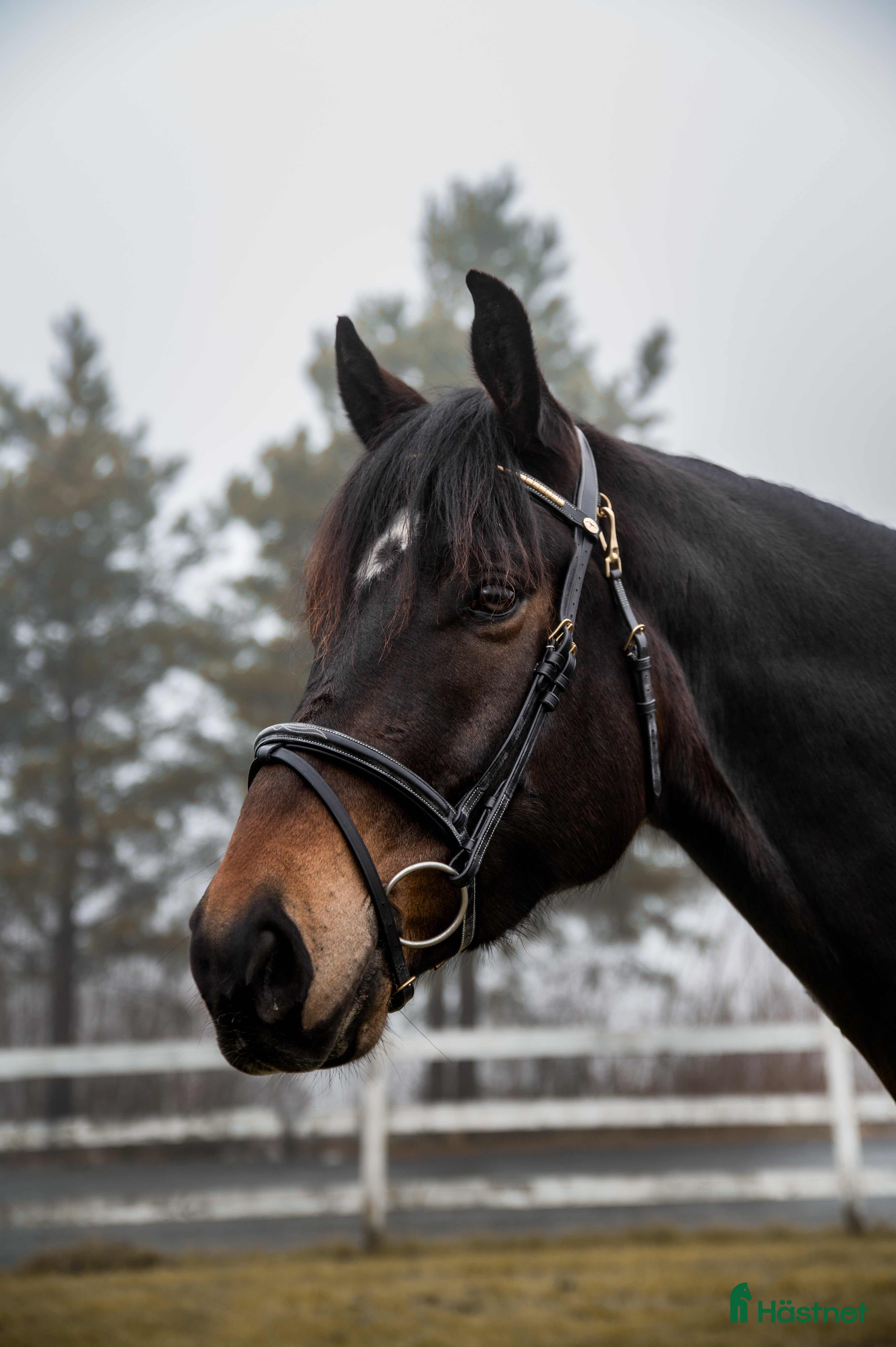  hästar 5 års NV vallak e. Tobajo Martial (Tobajo Picez) - Annons 3