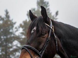 hästar i Lena - Annons 27