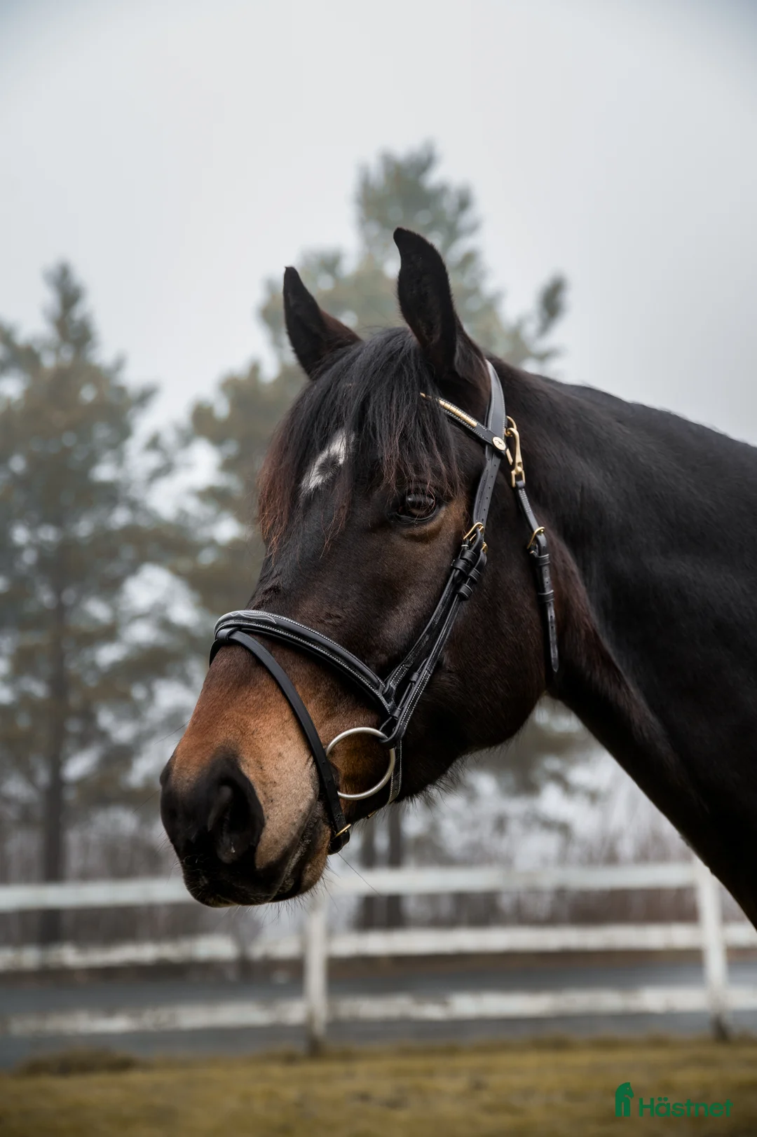 Fälttävlan hästar till salu: 5 års NV vallak e. Tobajo Martial (Tobajo Picez) - Annons 1