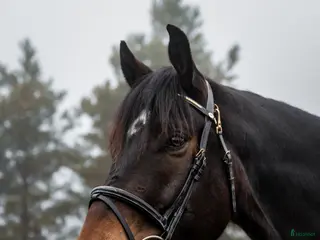 hästar 5 års NV vallak e. Tobajo Martial (Tobajo Picez) - Annons 3