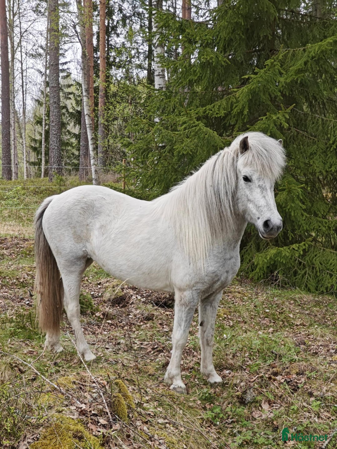 Island hästar till salu: Jara Från Jakobdalsgård i Riddarhyttan - Annons 6