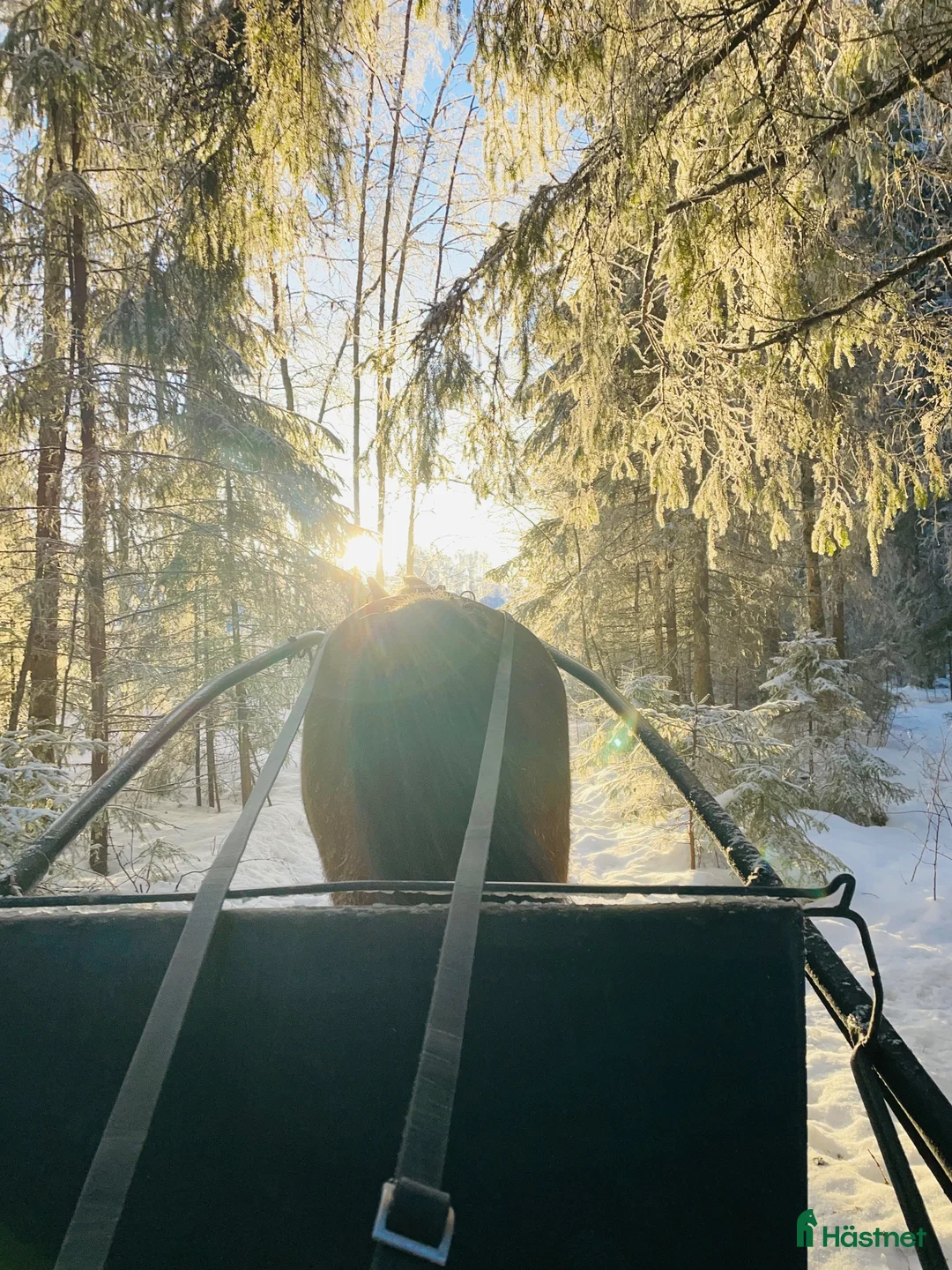 Allround hästar till salu: Trevlig kompis  i Älvsbyn - Annons 5