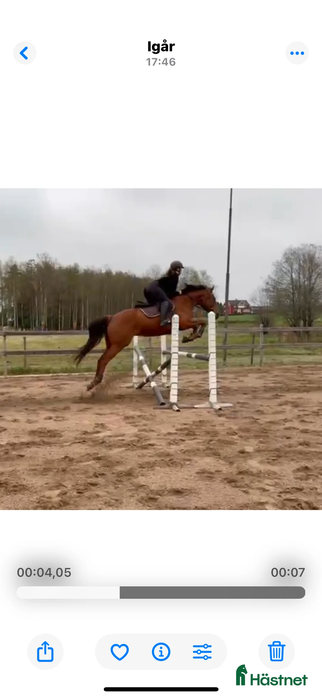 Allround hästar till salu: Världens finaste Häst. i Sandhult - Annons 3