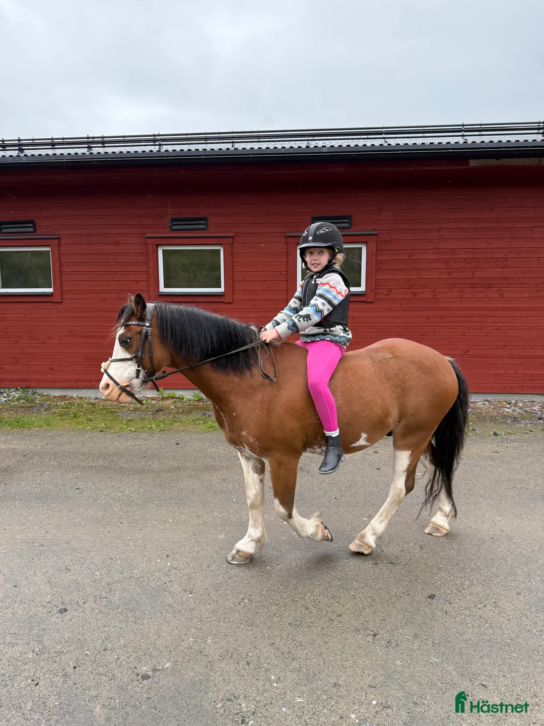 Allround hästar till salu: Liten stjärna som fångar blickar till hoppning! i Åre - Annons 3