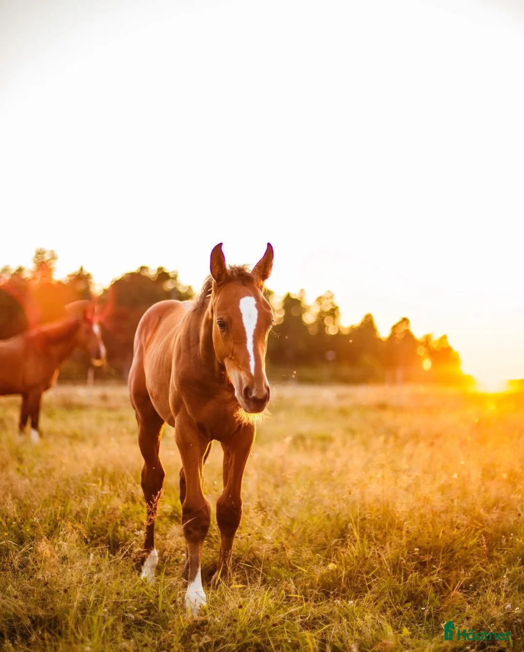  stallplats finnes: Lediga stallplatser på Ekeby, Tungelsta  - Annons 1