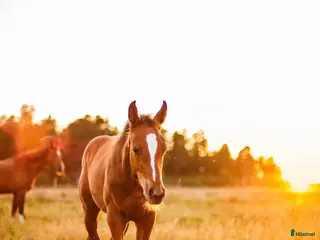 stallplats Lediga stallplatser på Ekeby, Tungelsta - Annons 5