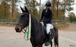 Allround hästar till salu: Fantastisk D-ponny till salu i Bankeryd - Annons 2