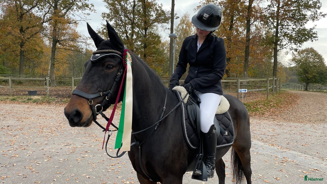 Allround hästar till salu: Fantastisk D-ponny till salu i Bankeryd - Annons 2