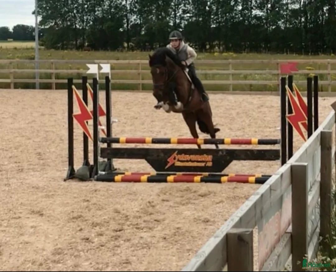 Allround hästar till salu: Trevlig valack som letar efter sin människa - Annons 2