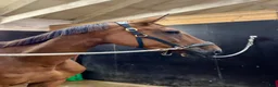 Hoppning hästar till salu: Sto e Baloubet du Rouet  i Ör - Annons 1