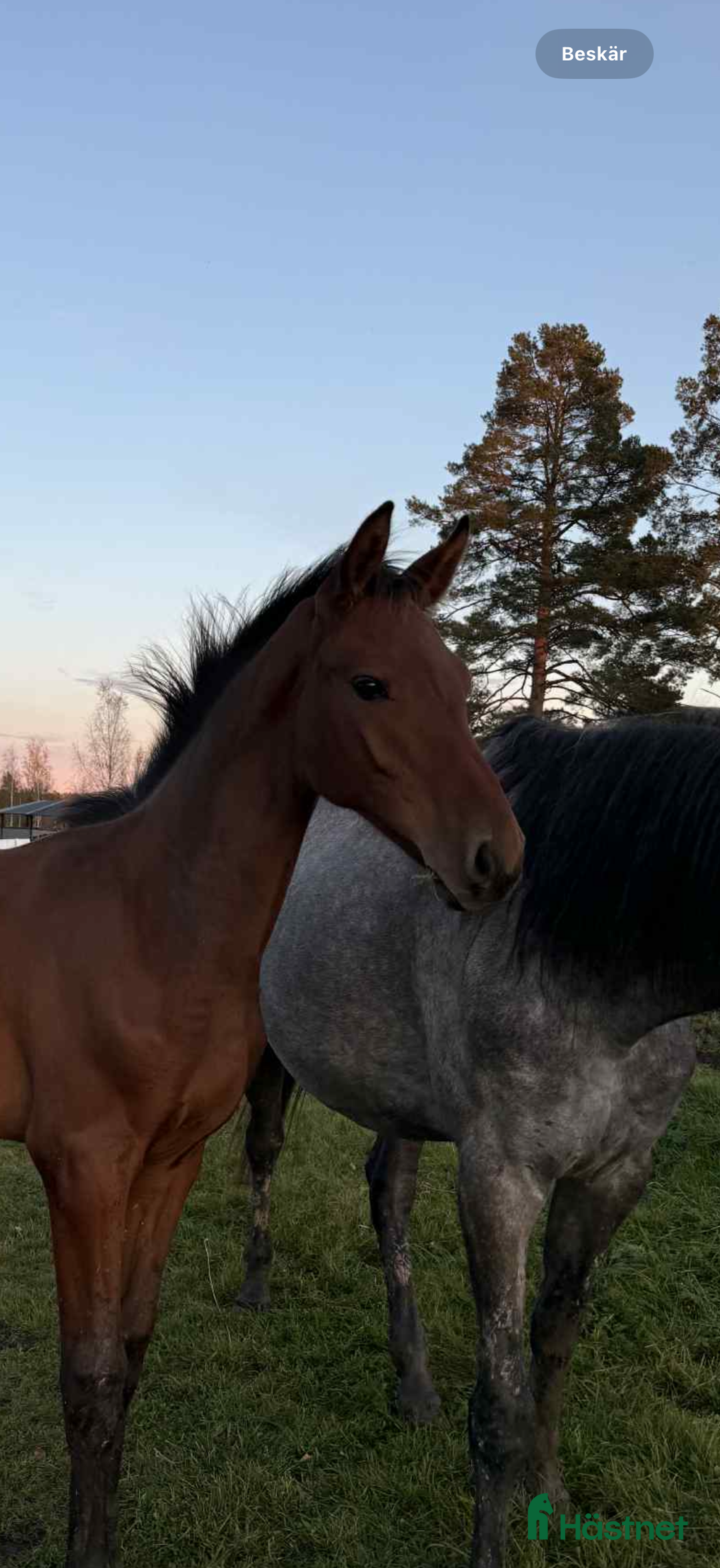 Hoppning hästar till salu: Flott hingst e Lloyd - Baloé HP i Karlstad - Annons 1