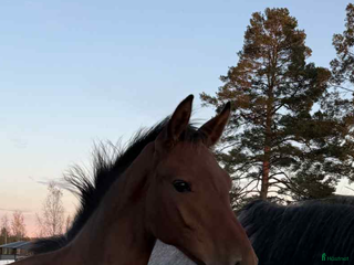 hästar Flott hingst e Lloyd - Baloé HP i Karlstad - Annons 8