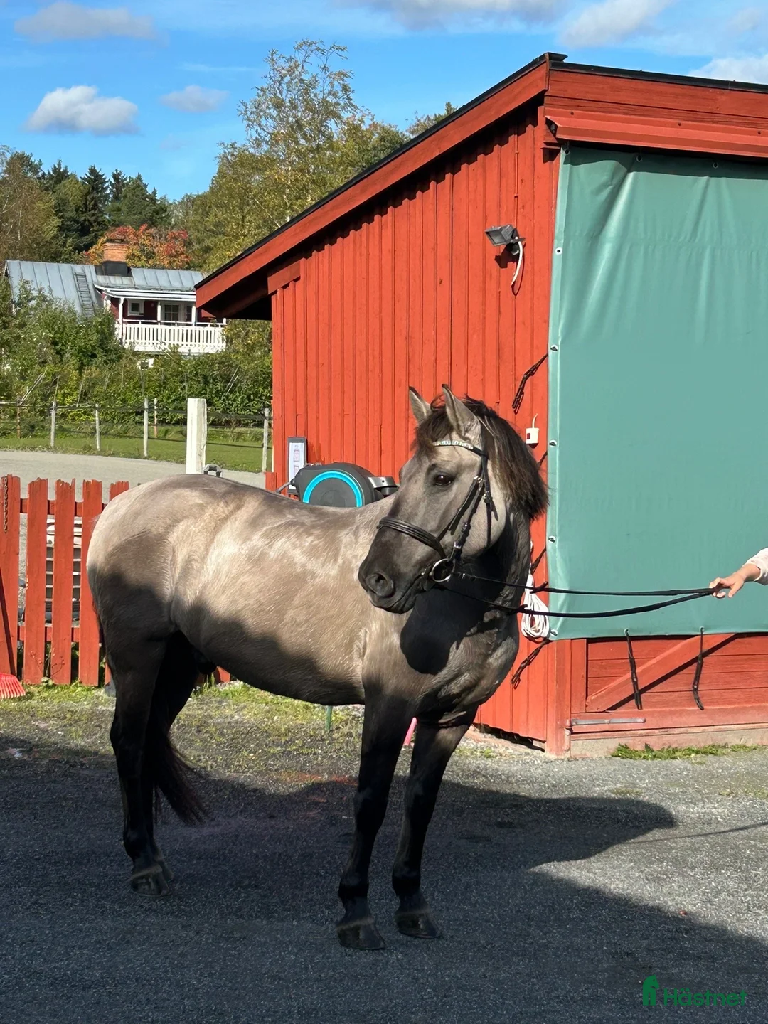 Allround hästar till salu: En bästavän i Valbo - Annons 7