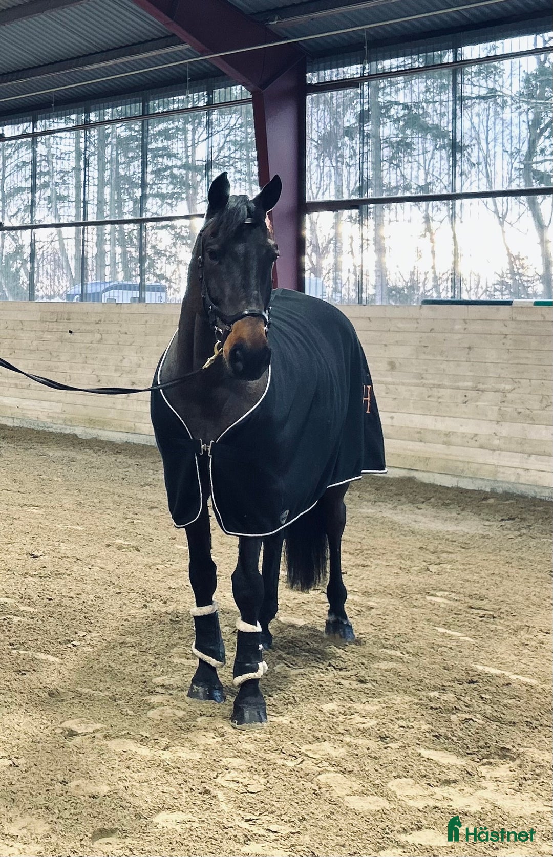 Hoppning hästar till salu: Cardento valack! - Annons 1