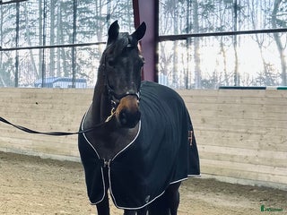 hästar Cardento valack! - Annons 15