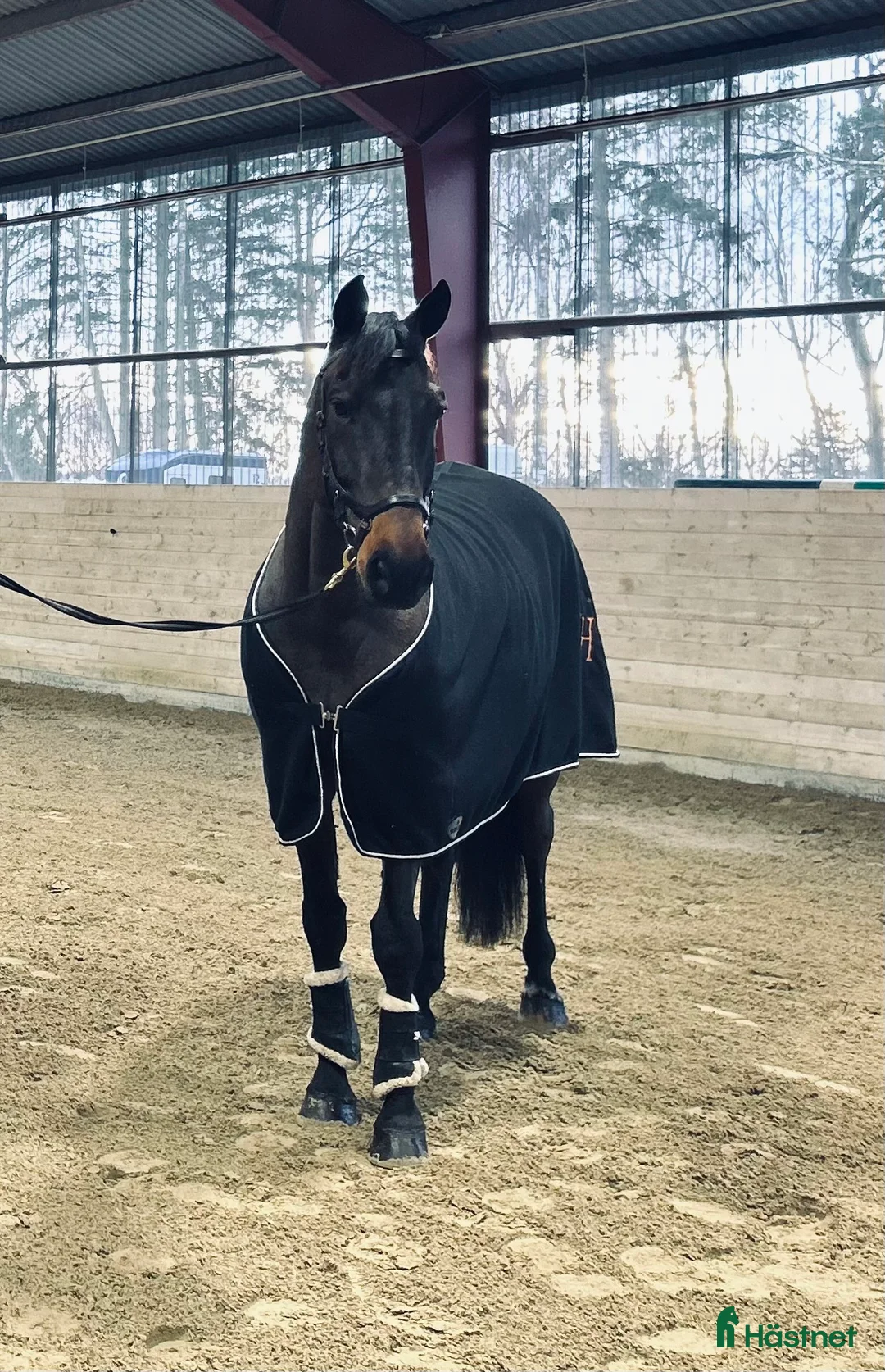 Hoppning hästar till salu: Cardento valack! - Annons 1