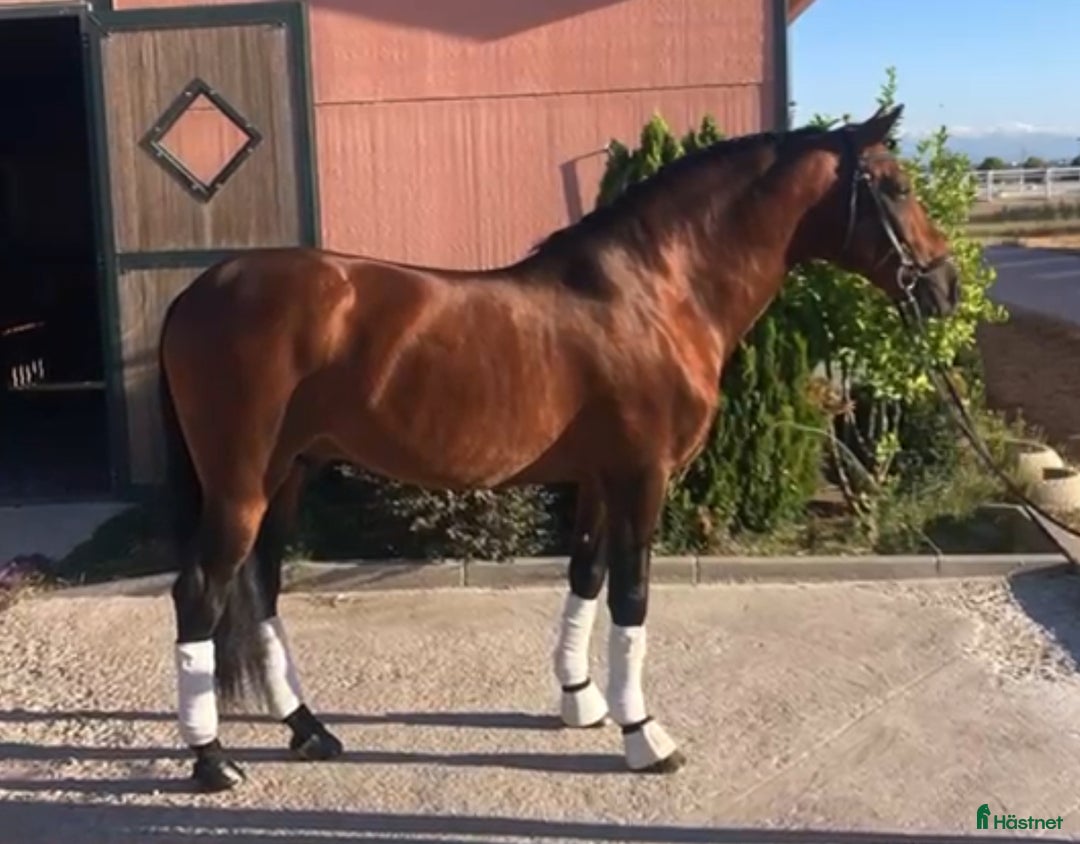 Allround hästar till salu: Kvalitets allround PRE kille - Annons 1