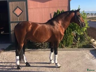 Allround hästar till salu: Kvalitets allround PRE kille - Annons 4