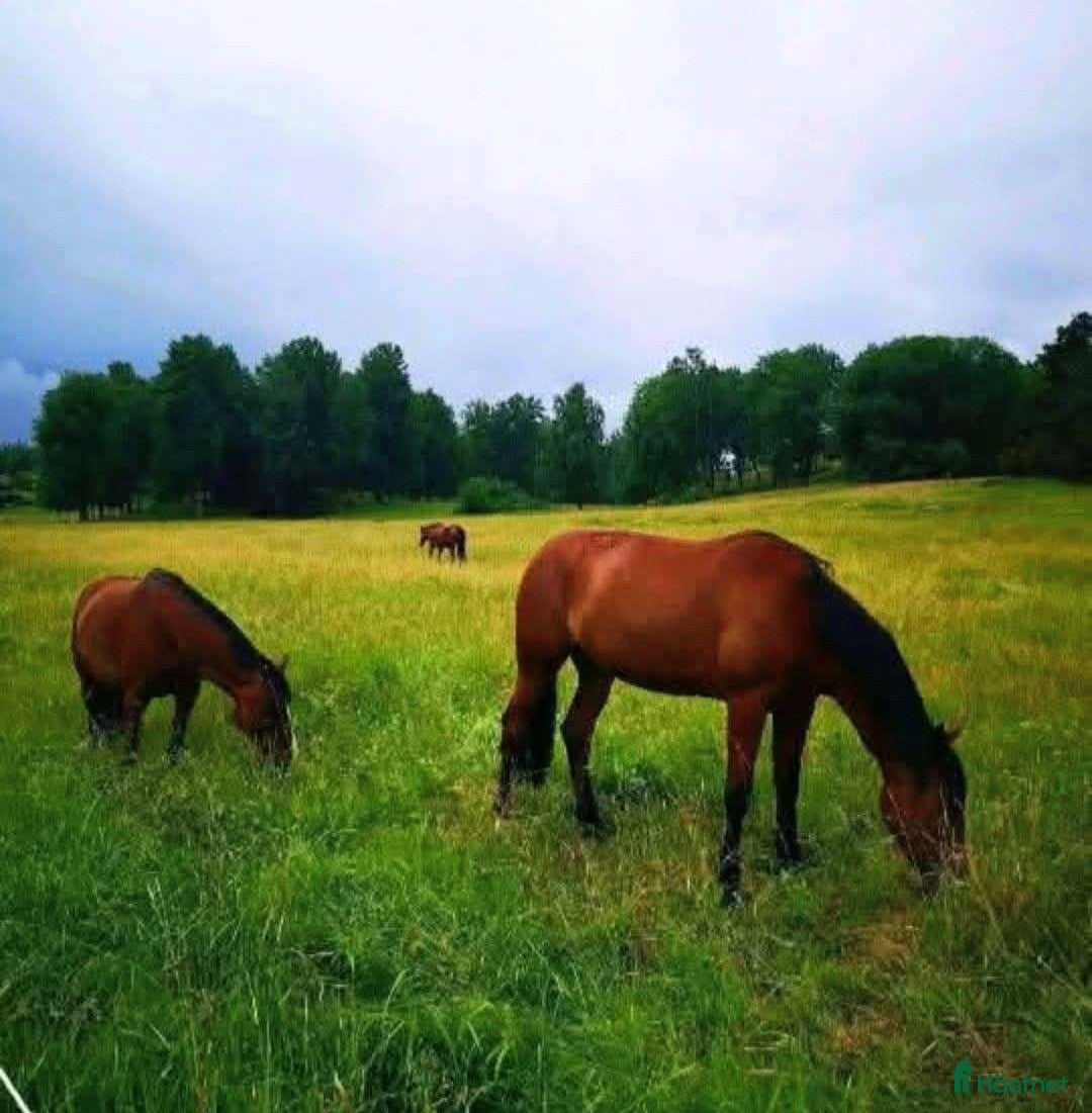 stallplats Sommar bete i Huddinge  - Annons 4