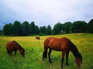 stallplats Sommar bete i Huddinge - Annons 4