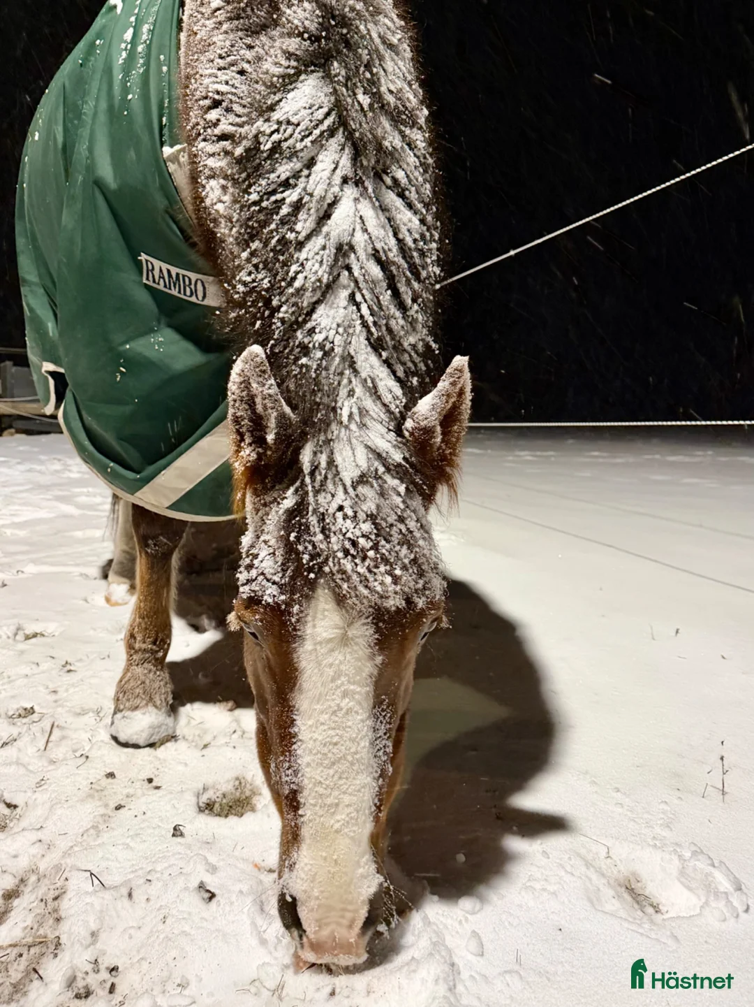 Övrigt hästar till salu: A & C ponny sällskap/promenad - Annons 5