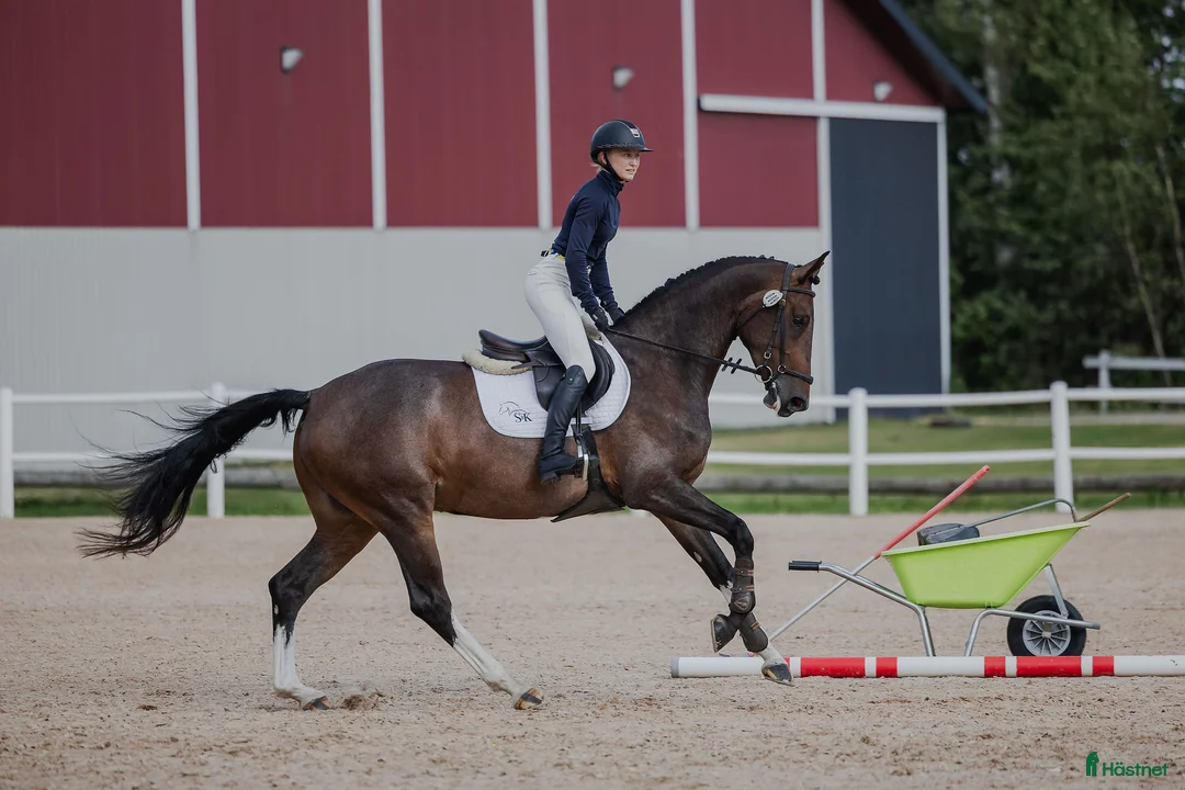 Avelshästar hästar till salu: Powermamma! - Annons 5