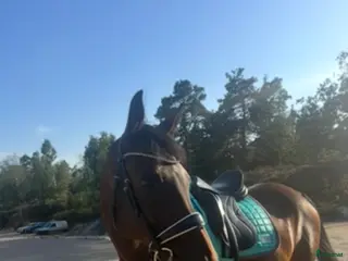 Sadlar hästutrustning till salu: Jätte fin sadel - Annons 1