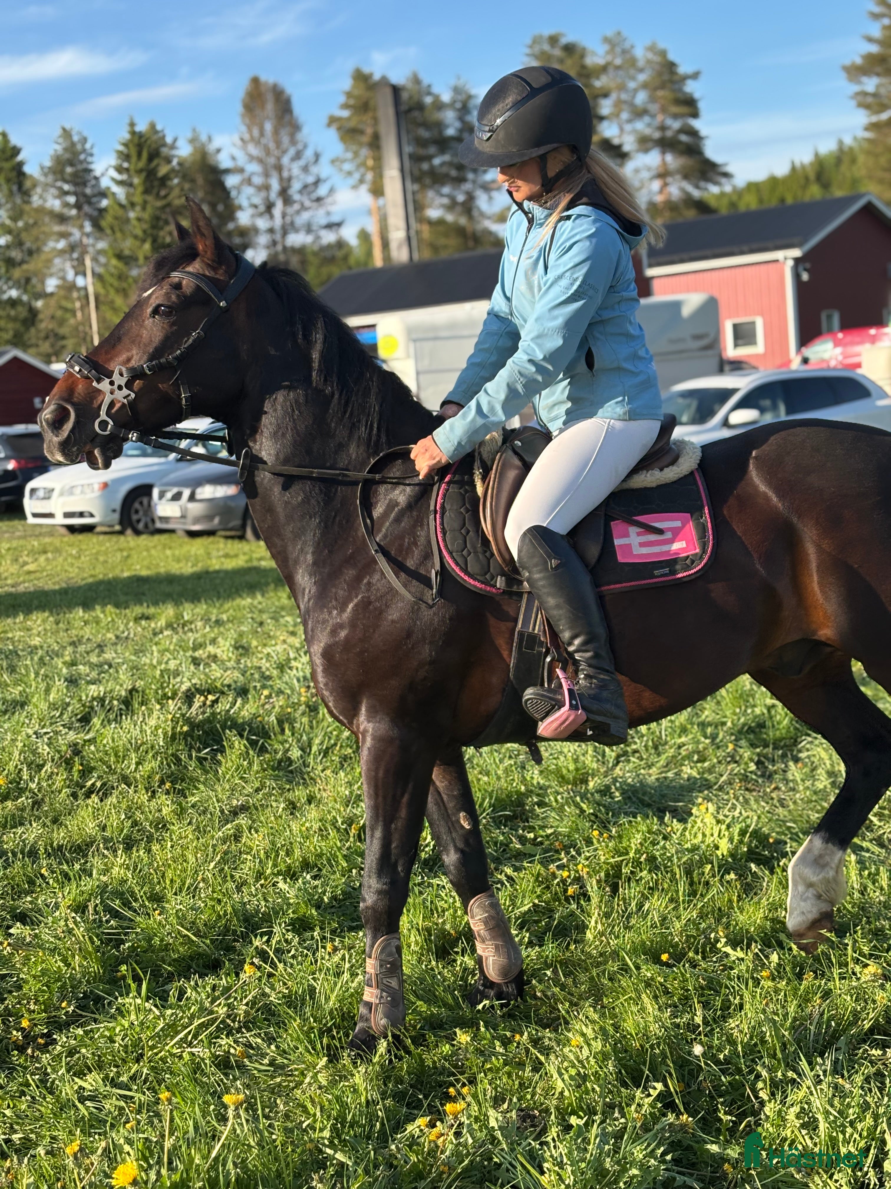  hästar Maxad c-ponny  i Lycksele - Annons 3