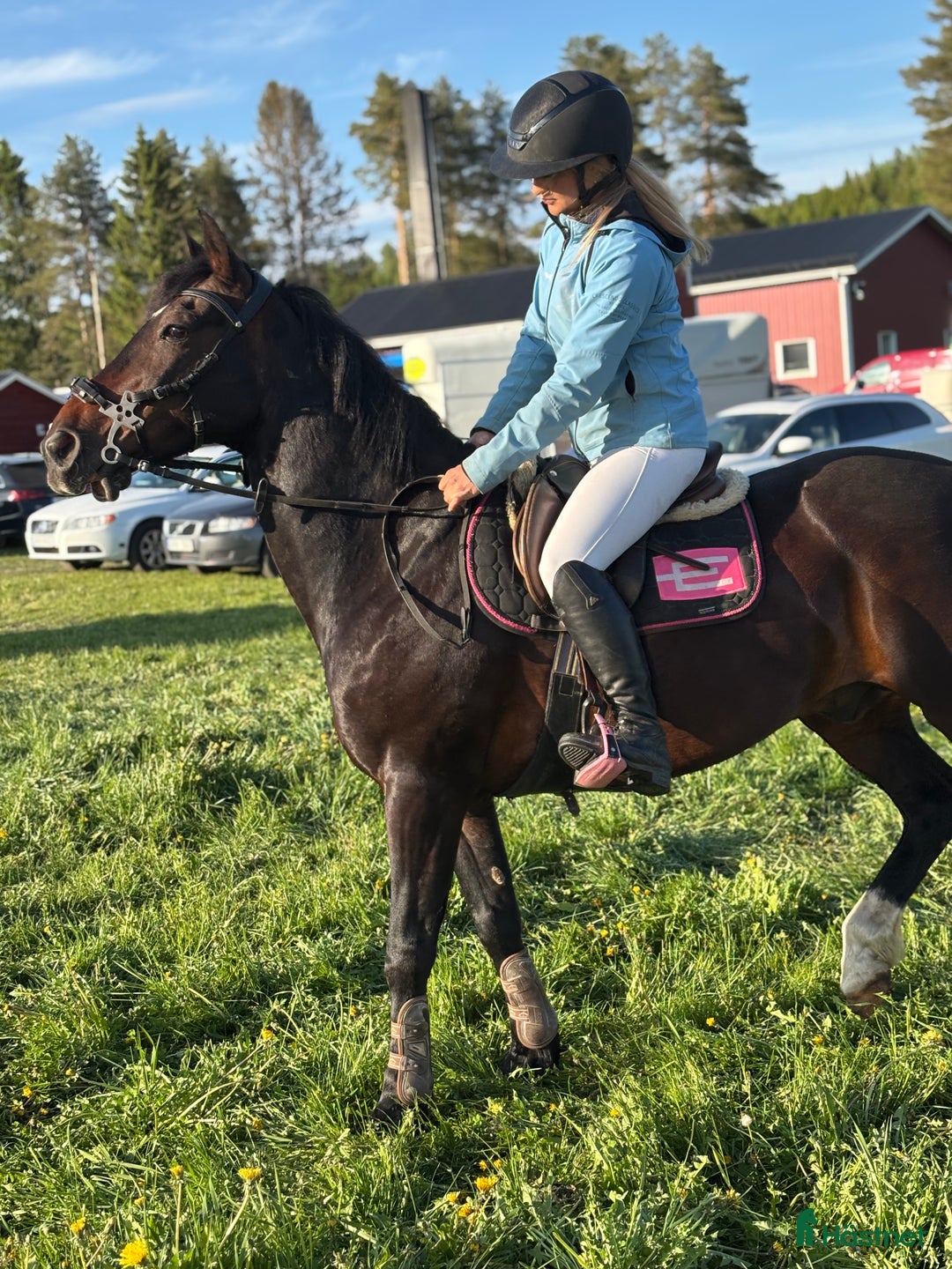 Allround hästar till salu: Maxad c-ponny  i Lycksele - Annons 1