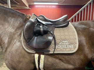 Sadlar hästutrustning till salu: Lippo Allegria i Skellefteå - Annons 1