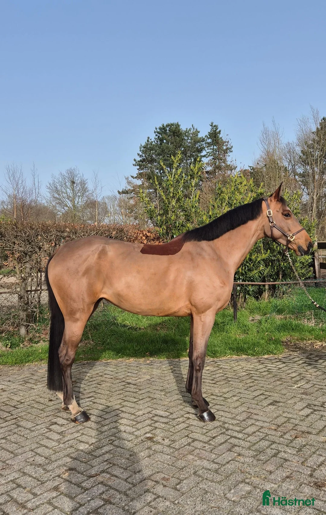 Hoppning hästar till salu: Lovande sto e: Grandorado i Marbella - Annons 2