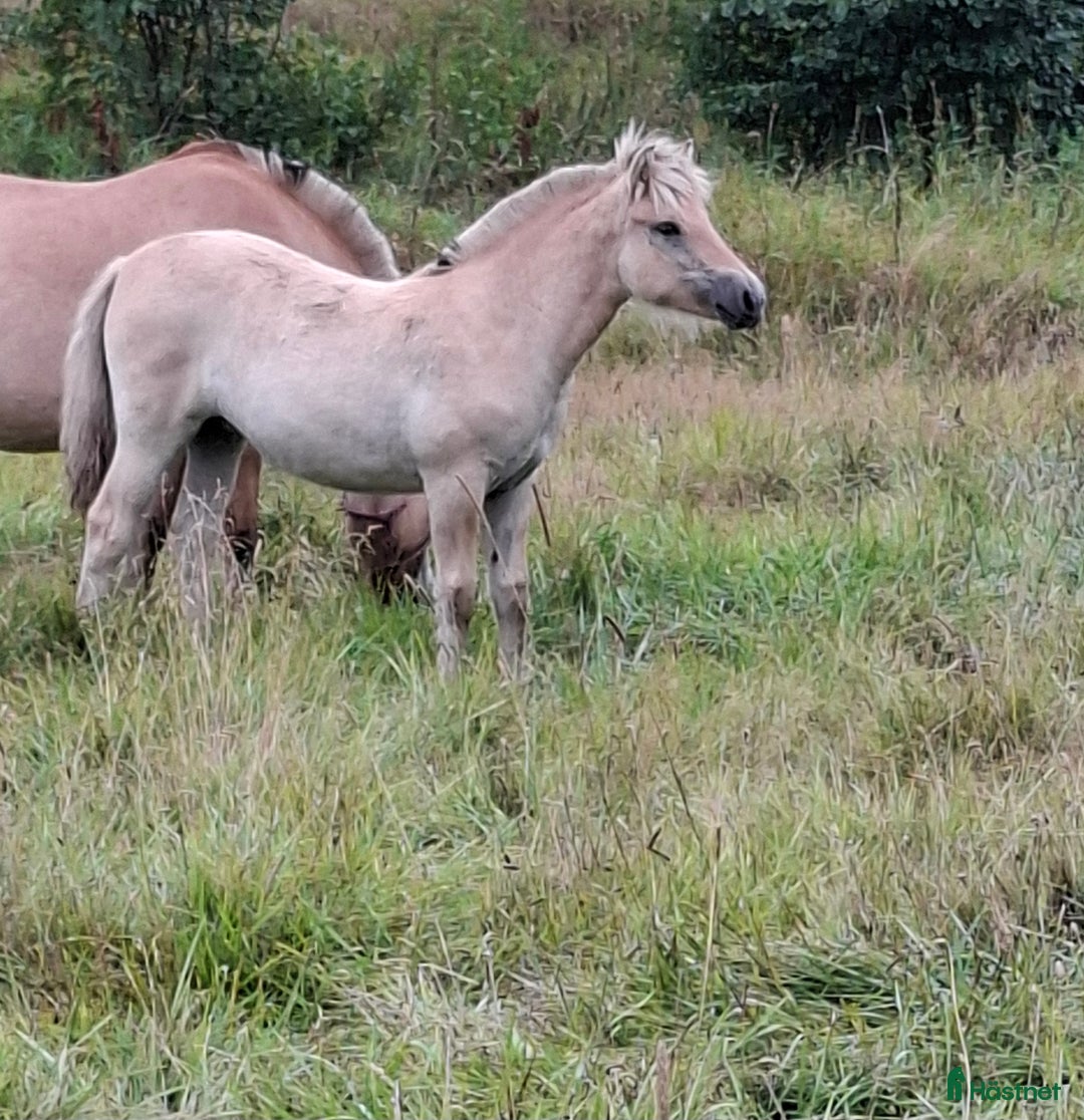 Allround hästar till salu: Fjordsto i Tun - Annons 2
