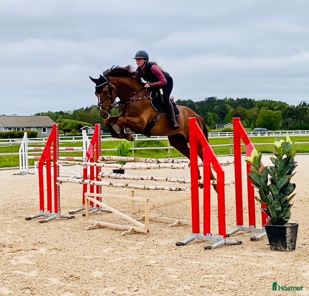 Hoppning hästar till salu: Avlad för hoppsport - Annons 9