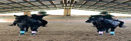  medryttarhäst finnes: 🐴 Medryttare sökes till Karlshems ponnyklubb 🐴 - Annons 1