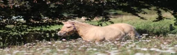 Allround hästar till salu: Palomino shetlandsponyhoppe - Annons 7