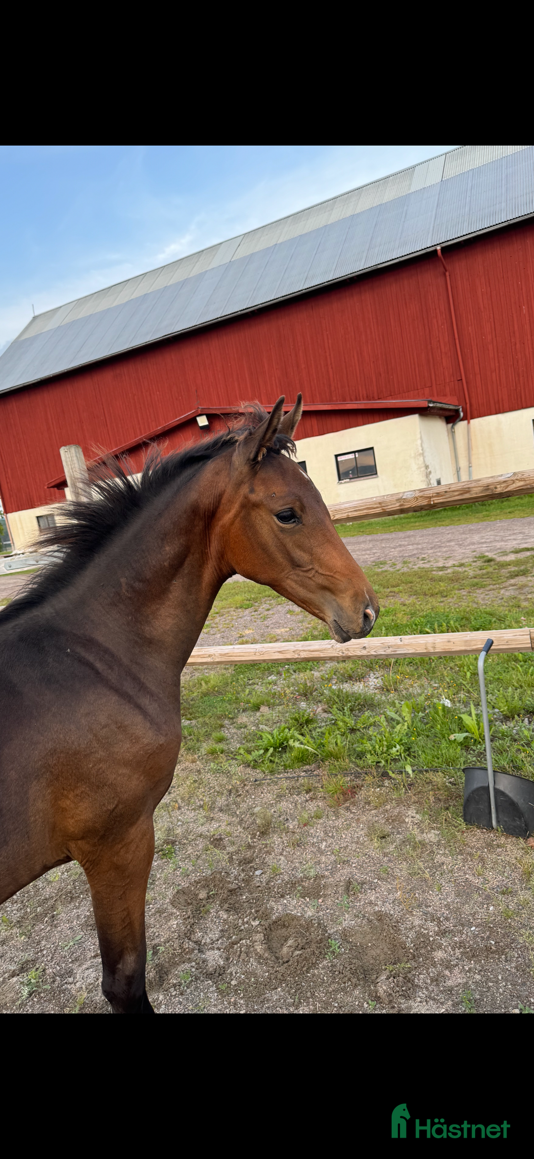 Hoppning hästar till salu: Don't Touch Tiji Hero! i Östra Ämtervik - Annons 9