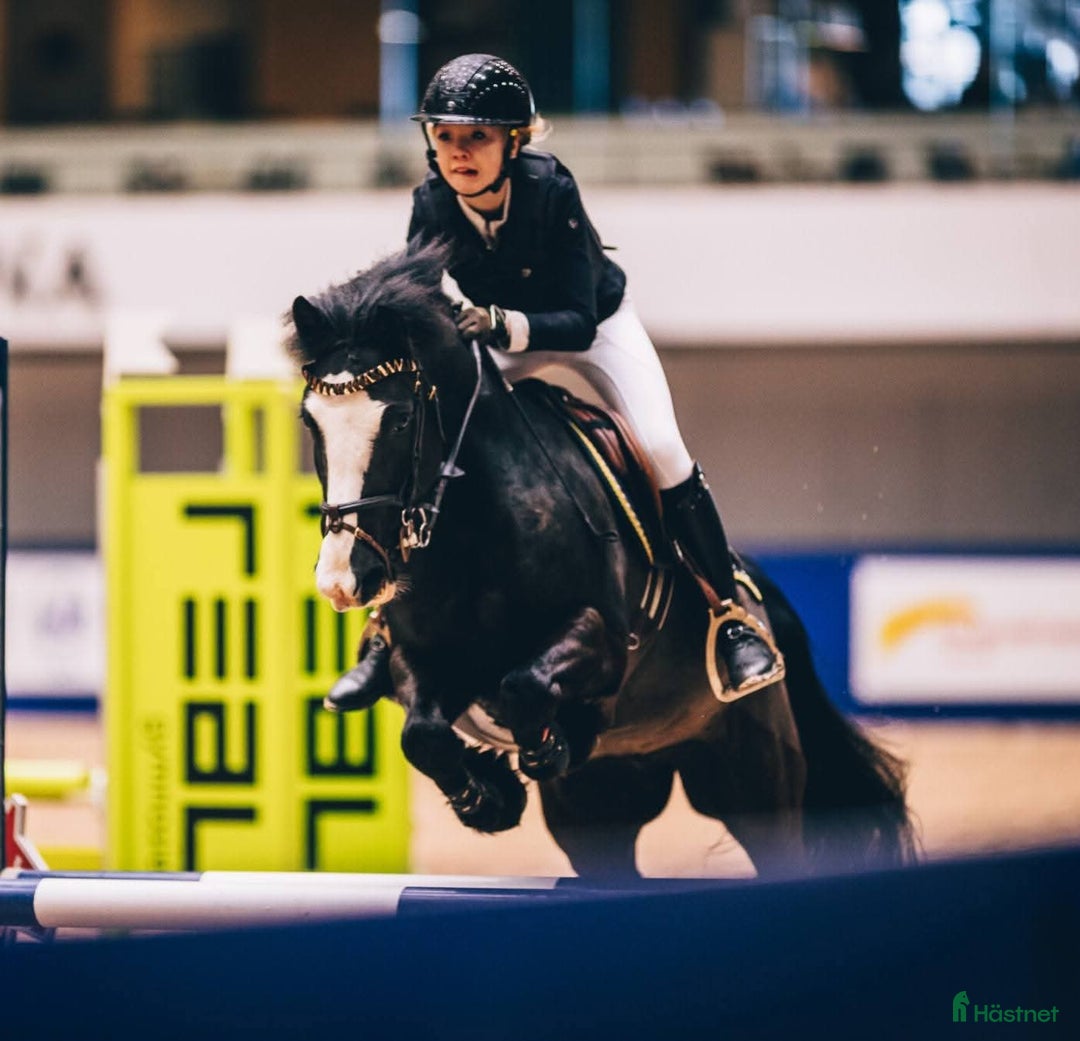 Hoppning hästar till salu: Häftig B-ponny  i Edsele - Annons 3