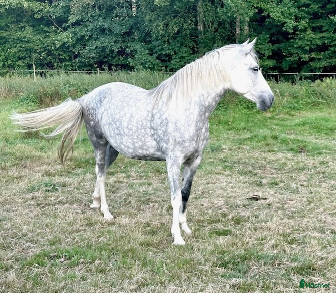 Allround hästar till salu: PRE / American curly i Fågelmara - Annons 5